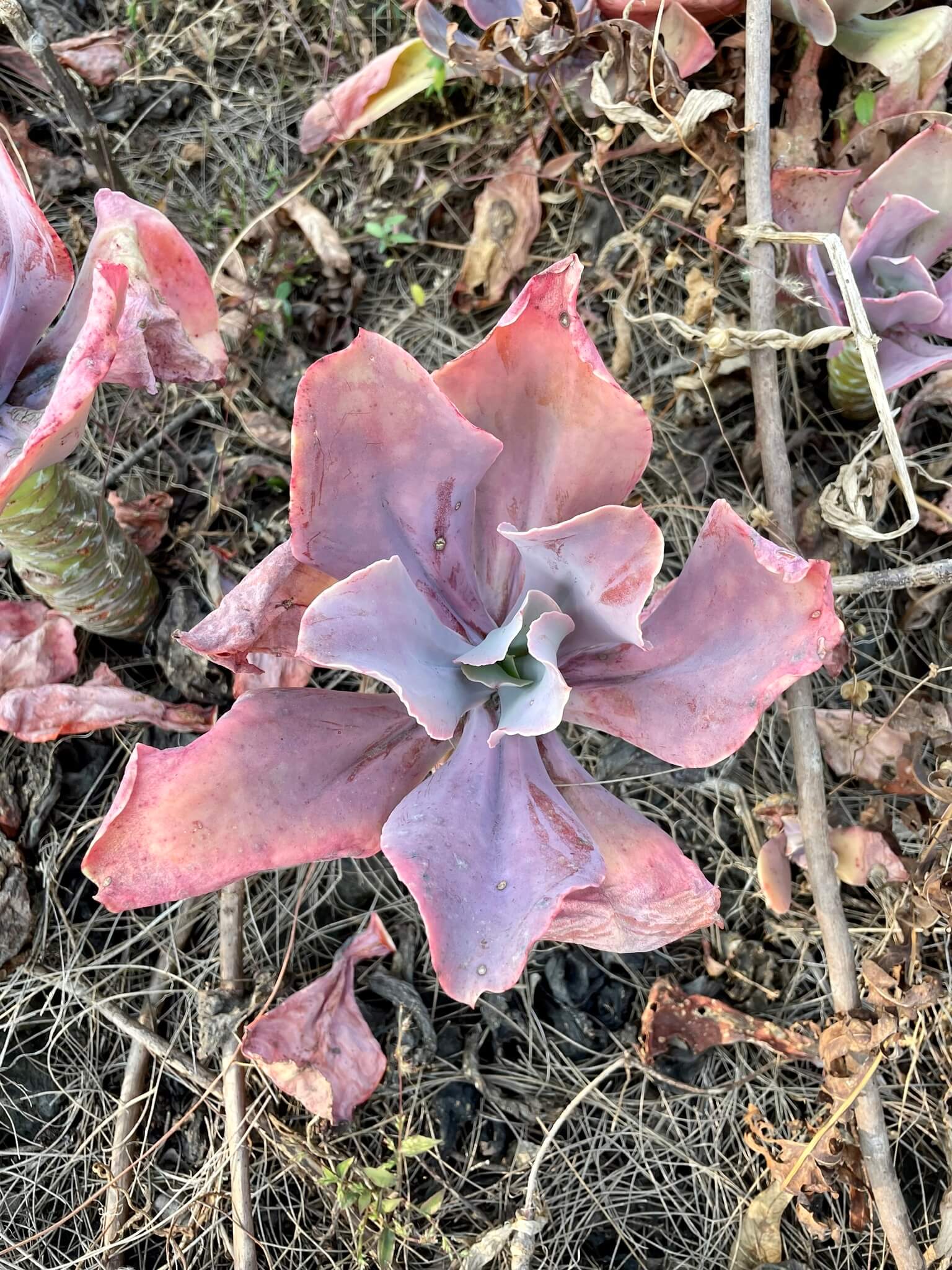 Echeveria gibbiflora